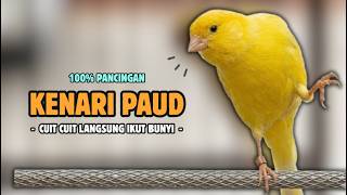 Download lagu Suara PANCINGAN Kenari PAUD Belajar Bunyi Ngeriwik || Masteran Kenari Paud #680 mp3