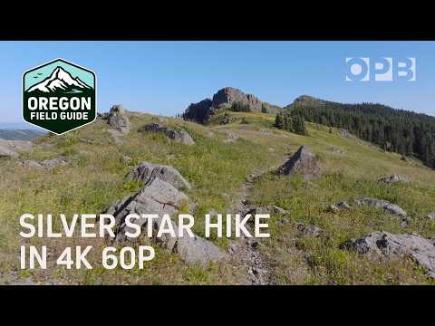 Take a hike on top of Silver Star Mountain in Washington in 4K 60fps — OPB’s Slow TV