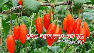 생과용 고당도 구기자 재배방법
