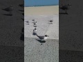 Feeding The French Fries To The Seagulls At White City USA