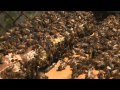 New Research Into Disappearing Bees KQED QUEST