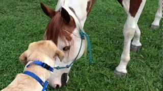 Service Dog Meets Her First Horse