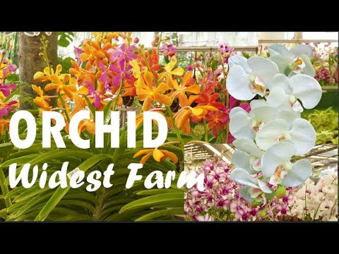 A maior fazenda de orquídeas do centro da Tailândia