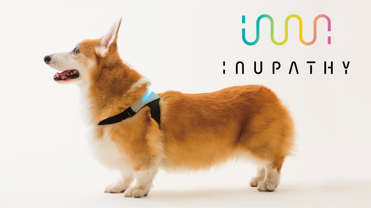 愛犬「變色項圈」　興奮或放鬆1秒就知