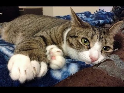 Kitten VS Cat - Siblings