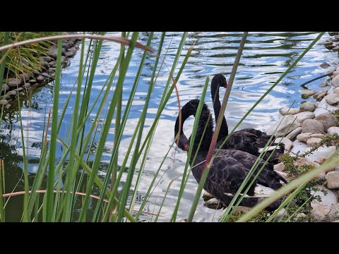 Studio w Cascadas 2, Słoneczny Brzeg Cena 55 000 EUR