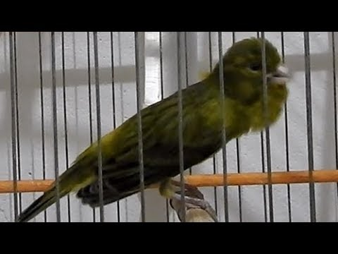 download lagu mp3 mp4 Canario Belga, download mp3 Canario Belga free download, download mp3 Canario Belga