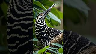 Download lagu Hewan Penghuni Hutan Amazon Yang Aneh🌍‼️#hewanbesar #animals #fypシ゚viral #hewananeh mp3