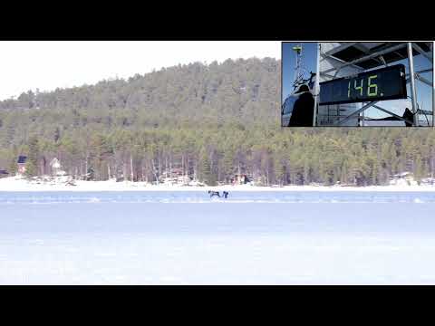 LIVE  Porokilpailut / Reindeer Races