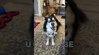 a message for creators from my husky #husky #dogvideos