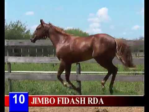 2016 - Lote 10 JIMBO FIDASH RDA   Zangao Fidash Sa x Call Me love Mucho Money