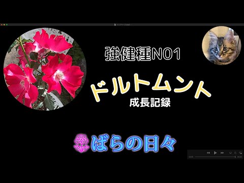 つるバラ「ドルトムント」 植物