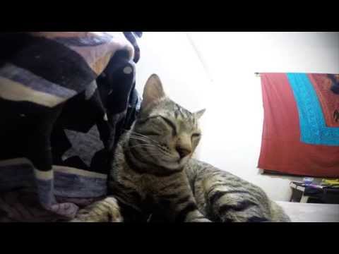 Whiskey-Doo (Timelapse)