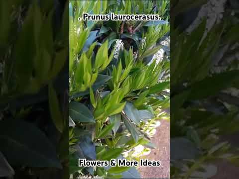 チェリーローレル 植物