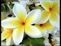 Jed McKenna - Spiritual Enlightenment: The Damnedest Thing