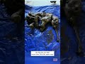Gold Miner Finds Mummified 30,000-Year-Old Woolly Mammoth Baby #shorts - Inside Edition Gold Miner Finds Mummified 30,000-Year-Old Woolly Mammoth Baby #shorts