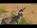 Shrek Donkey 2001 VHS Capture 1