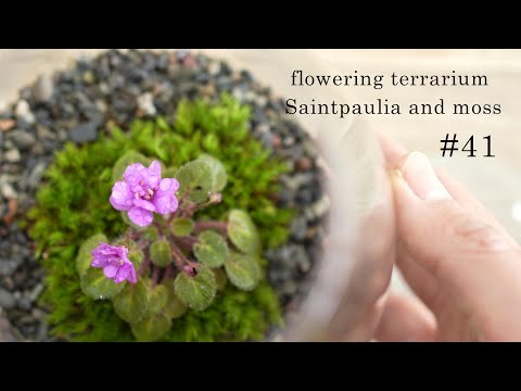 スターモス、千枚通しのマストワート 植物