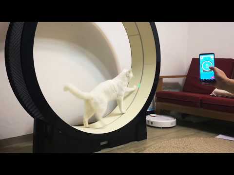 the Little Cat video thumbnail