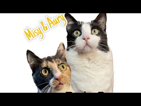 Recopilatorio Misy & Aury parte 3