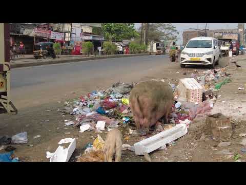 Dirty pig: Pigs eat trash and roll in wet mud and garbage - Copyright free Video - first footage