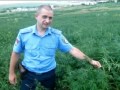 В Одессе милиция накрыла плантацию конопли 