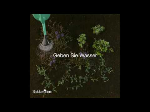 Garten Tipp 14 - Bodendecker pflanzen