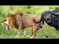 50 Craziest Wild Animal Fights That Will Leave You Breathless | Animal Fights