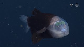 [問卦] 這是魚還是彷生太空飛船?