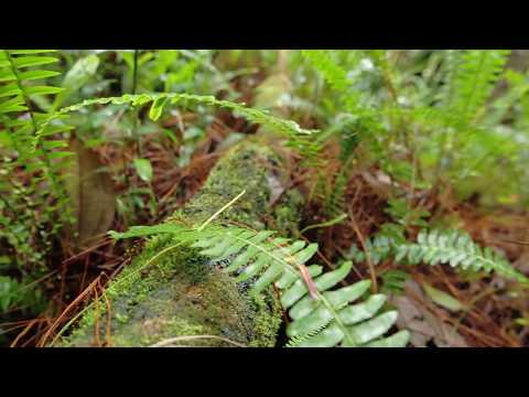 Uno de los ecosistemas más importantes del mundo está acá