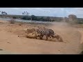 Lions Attacking The Zebra Bring It Down Video