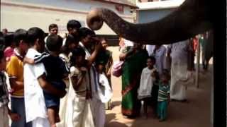 preview picture of video 'Baby Elephant Blessing People at Mookambika Temple!!!!!!!!'