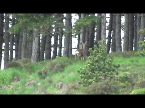 Corzos en los pinares de Fresno de Rodilla (Burgos)
