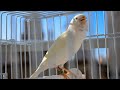 Timbrado Español Original - Meet Mr Whity ! - Canary Training Song