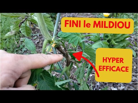 GET RID OF MILDEW: VERY EFFECTIVE