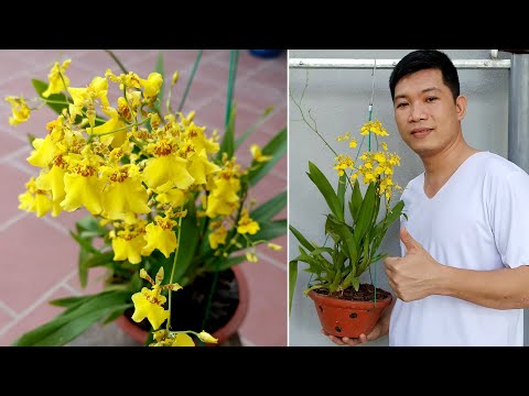 , title : 'Grow Flower Orchid Dancer (Oncidium) Extremely Simple, Maximum Success'