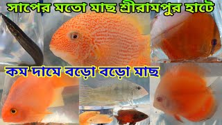 শ্রীরামপুর শখের হাটে রঙিন রঙিন মাছ | Serampore Fish Pet Market | Shrirampur Haat | Fish Market |Fish