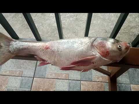 #fish #big #blackmask