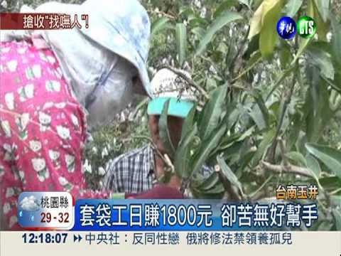 急徵芒果套袋工 日薪1800元!