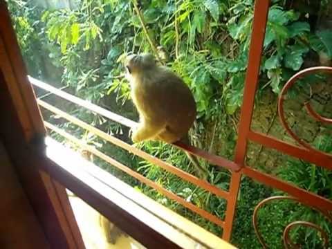 Kandy hotel, monkey