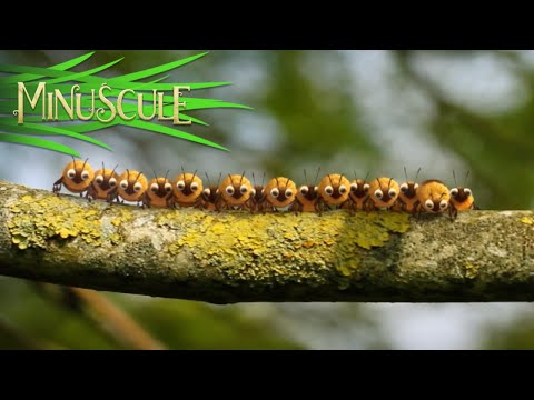 Minuscule - Honey fly / Mouche à miel (Season 2)
