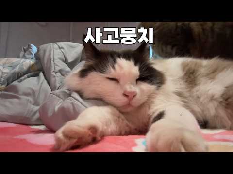 놀 때도 요란하게 놀고 잘 때도 요란하게 자는 고양이