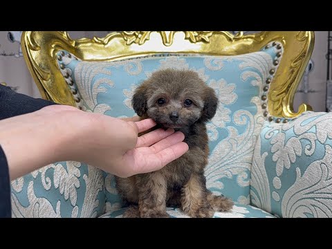 YouTube動画のサムネイル