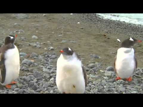 Патриарх Кирилл и пингвины, визит в Антарктиду. Оригинальное видео