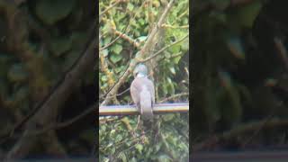 Wood pigeon on fence #wildlife #nature #shorts