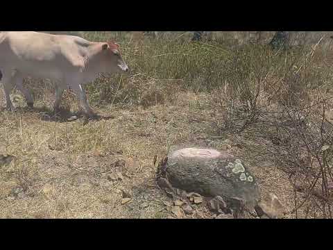 PROYECTO DE GANADERÍA REGENERATIVA Y ECOTURISMO