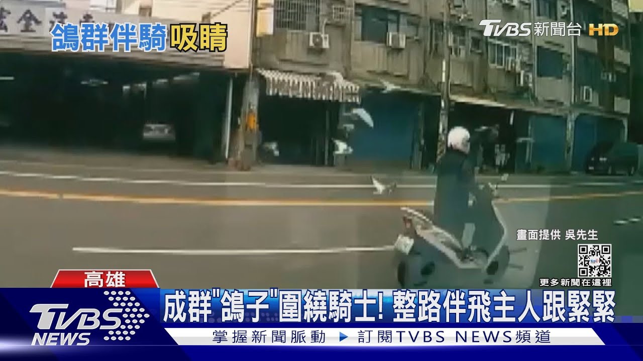 「鴿」也太強了吧！　成群鴿子圍繞機車騎士一路伴飛
