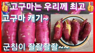 고구마 캣어요 맛이 