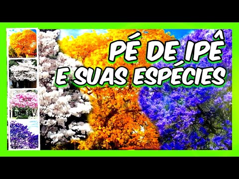 Quantas espécies  de Pé de Ipê existem,?Tem como saber?Conheço todas?