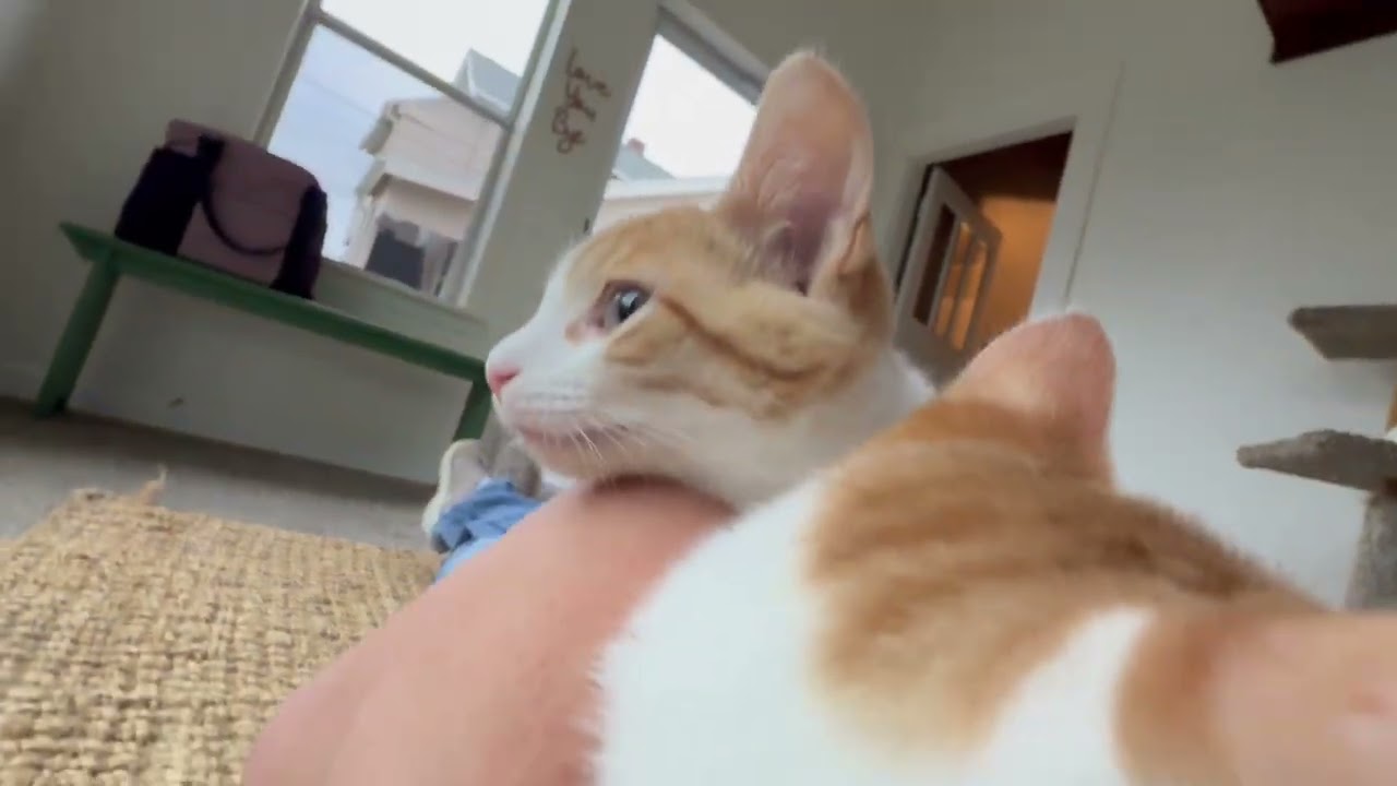 Enlarge Harry - crazy affectionate cuddly little precious baby boy, a Adoptable Domestic Short Hair in Neenah, WI video 6/6
